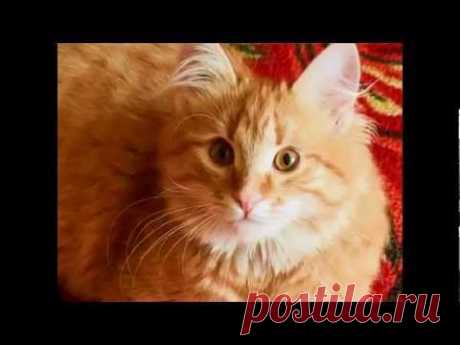 Рыжий кот. Веселая детская песенка - YouTube