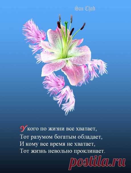 САН ЧАД * ИЗБРАННЫЕ СОФИТЫ – 96 фотографий