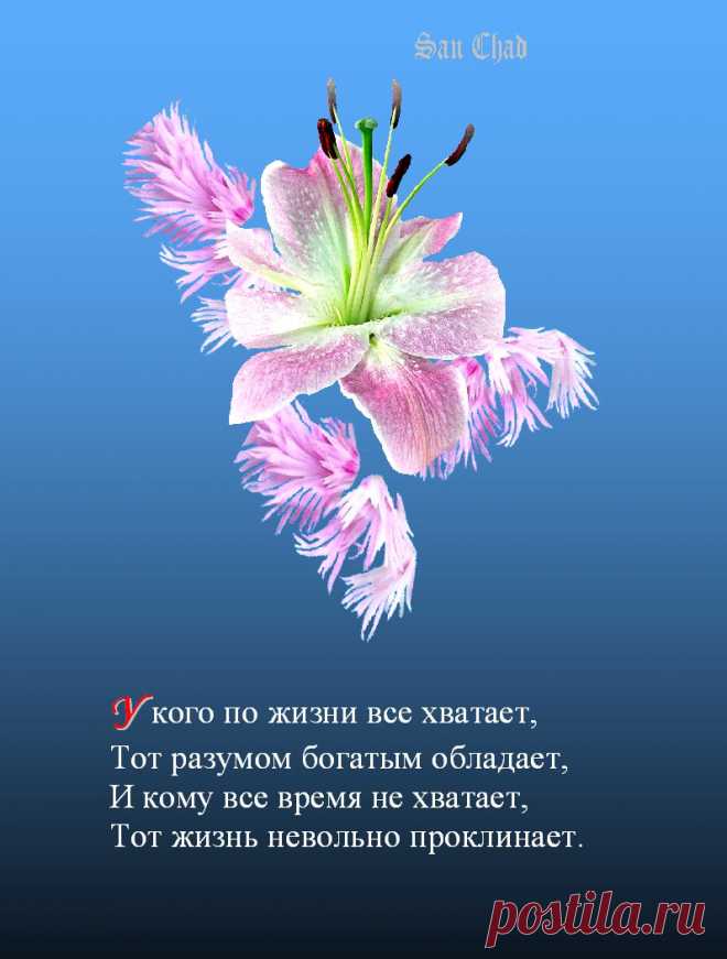 САН ЧАД * ИЗБРАННЫЕ СОФИТЫ – 96 фотографий