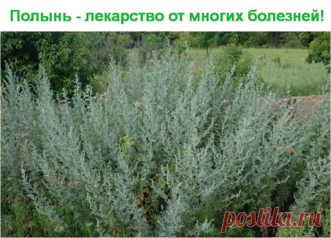 Полынь - лекарство от многих болезней!