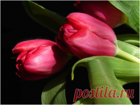 I ♥ Flowers