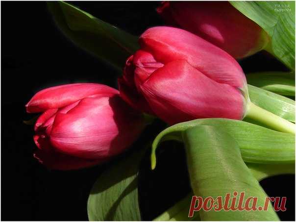 I ♥ Flowers