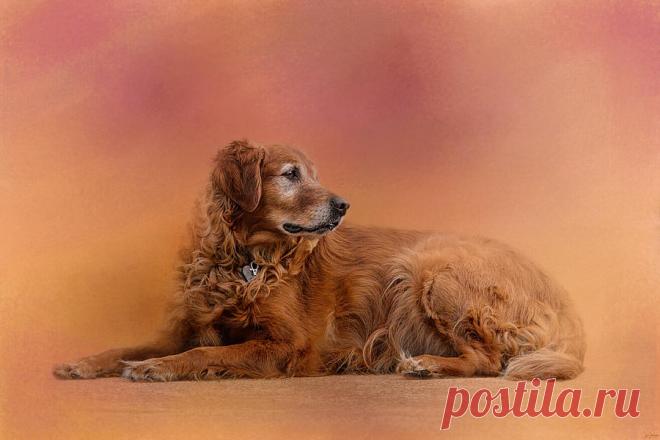 Зоопортреты. Великолепные фотографии!