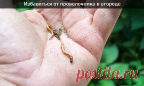 На своем участке мы всегда встречаем вредителей, которые портят урожай, и один из них это проволочник. Появление этого насекомого заметно сразу, так как в первую очередь начинают страдать клубни растений, а после вредители перебираются на побеги. Если вовремя не начать действовать, то можно остаться без урожая. И когда он уже поселился на вашем участке, то …