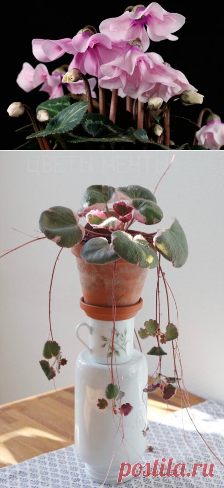 6 лучших многоуровневых растений. Комнатные с ярусным эффектом.