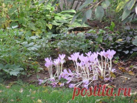 Безвременники нужно успеть посадить вовремя | Дневник садовницы | Яндекс Дзен