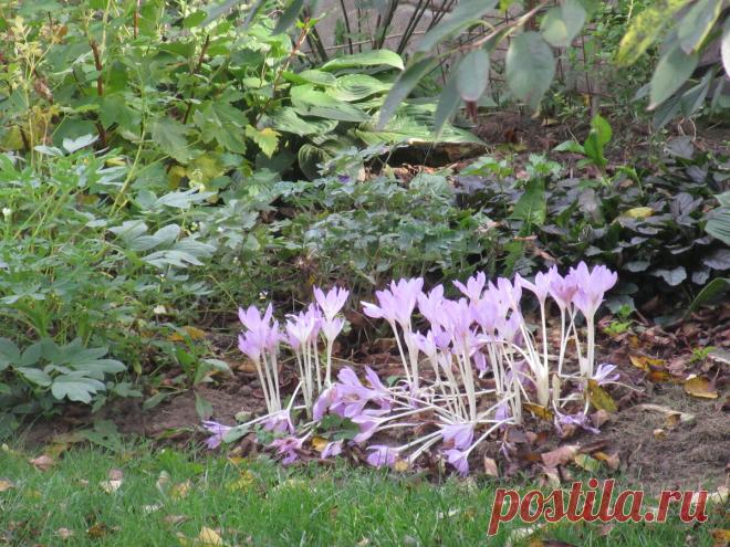 Безвременники нужно успеть посадить вовремя | Дневник садовницы | Яндекс Дзен
