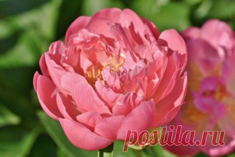 Мифы и легенды о цветах: Пион ~ Planetalsad