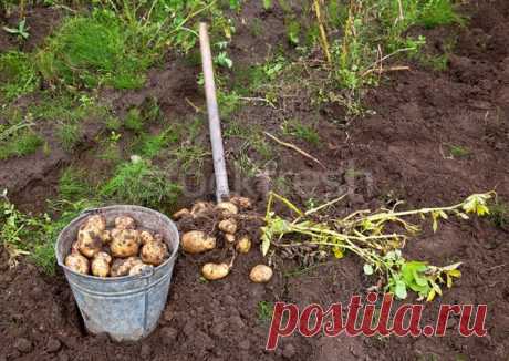 Время уборки картофеля — 6 соток
