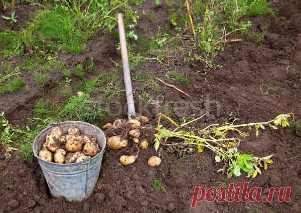 Время уборки картофеля — 6 соток