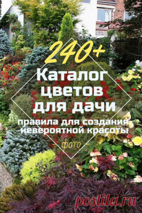 Каталог Цветов для Дачи (240+ Фото с Названиями ) - ModernPlace.ru