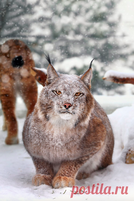 флора и фауна россии – Google Поиск