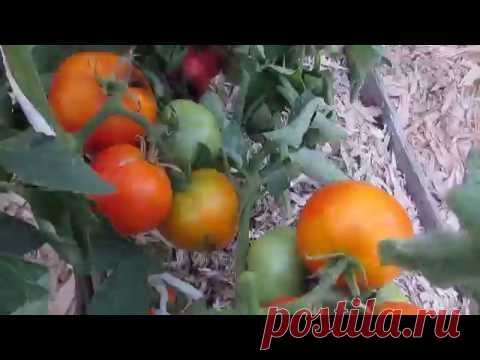 Челябинская Тёща Золотая во рту в одно мгновение растает! / томаты / 7dach.ru