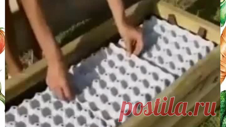 Интересные идеи для посадки рассады!