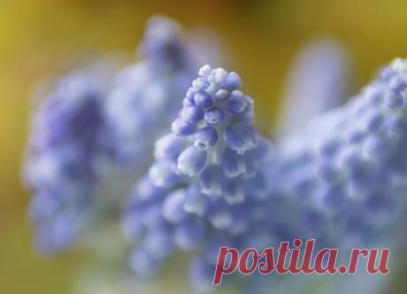 MUSCARI IN YELLOW BOKEH | HBW | **Aina** | Flickr