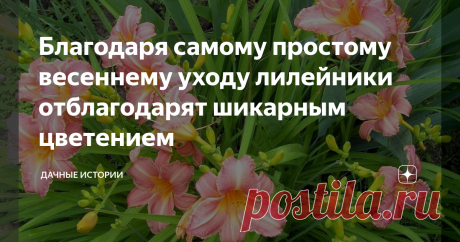 Благодаря самому простому весеннему уходу лилейники отблагодарят шикарным цветением Добрый день, дорогие друзья, садоводы и огородники! Приветствую вас на канале "Дачные истории". Большие плантации нуждаются в большей заботе, чем единичные насаждения. Именно поэтому следует избегать чрезмерного ухода за лилейниками на своих клумбах. Проводя слишком много манипуляций в цветниках, тем самым садоводы создают дискомфорт растениям. Например, многие садоводы осенью скашивают бот...