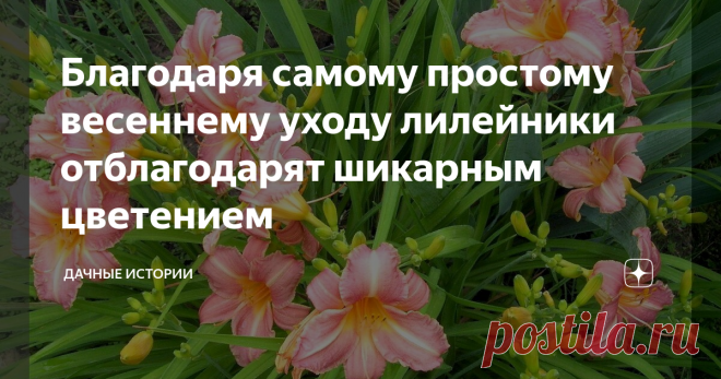 Благодаря самому простому весеннему уходу лилейники отблагодарят шикарным цветением Добрый день, дорогие друзья, садоводы и огородники! Приветствую вас на канале 