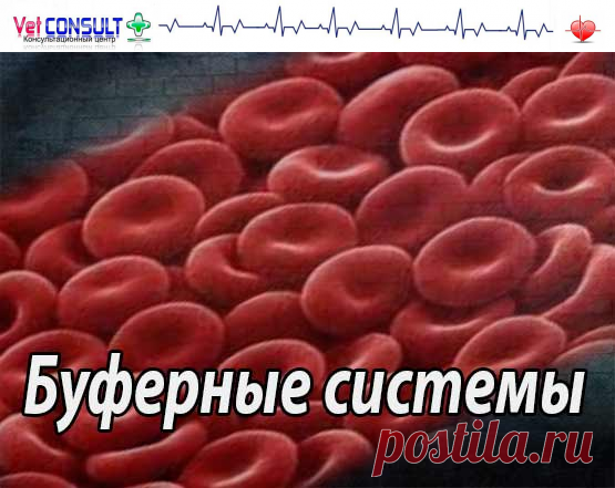 Буферные системы организма человека и животных (основные и второстепенные, функция и биологическая роль)