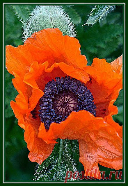 Orange Poppy | Flowers