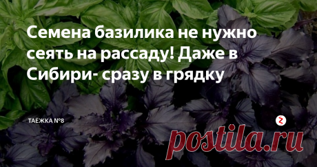Семена базилика не нужно сеять на рассаду! Даже в Сибири- сразу в грядку Нужно немного потерпеть и заняться посевом на рассаду других культур. Не переживайте- базилик у вас будет и без рассады,