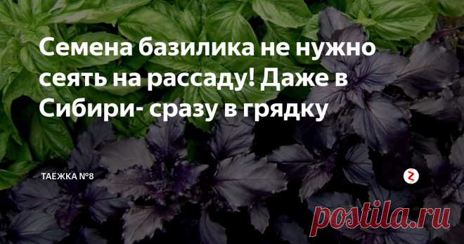 Семена базилика не нужно сеять на рассаду! Даже в Сибири- сразу в грядку Нужно немного потерпеть и заняться посевом на рассаду других культур. Не переживайте- базилик у вас будет и без рассады,