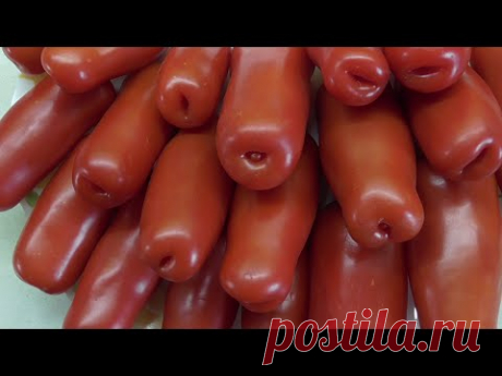 ТОМАТ ДРОВА. №566. ДЕГУСТАЦИЯ. Ольга Чернова.