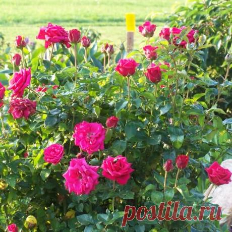 Бордюрные розы миниатюрные: фото, сорта, посадка и уход с размножением