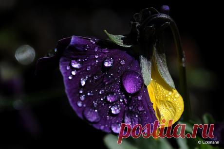 Stiefmütterchen (Pansy) Explore Nephentes Phinena ☮'s photos on Flickr. Nephentes Phinena ☮ has uploaded 4716 photos to Flickr.