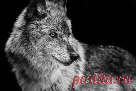 Фотограф Трой Мот, очарованный дикой природой