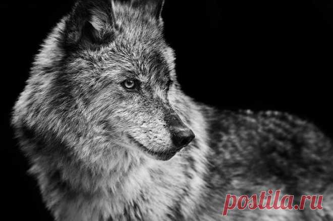 Фотограф Трой Мот, очарованный дикой природой