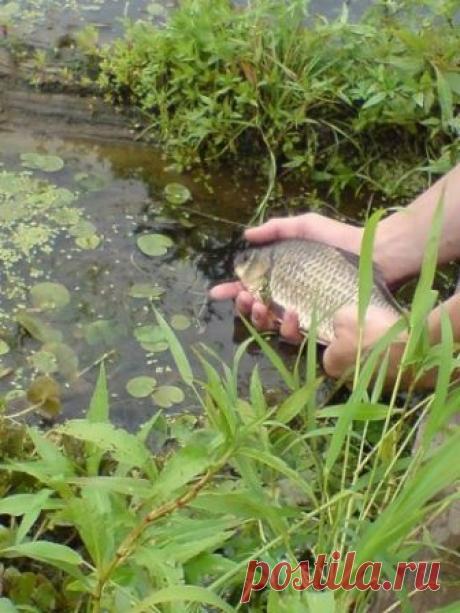 Ловля карася осенью | Все о ловле рыбы 🎣 Рыбалке.нет