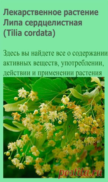 Лекарственное растение Липа сердцелистная (Tilia cordata). Дерево высотой около 30 м. Листья сердцевидные, пильчатые,длиной 6 - максимум 8 см, верхняя сторона матовая, темно-зеленая, нижняя сторона сизо-зеленая, листья с обеих сторон голые за исключением уголков жилок, где имеется ржавчинно-красное до коричневого опушение.