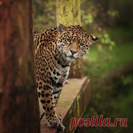 Без названия. Альбом Фото группы - 50 фото. Фотографии LIVE ART.