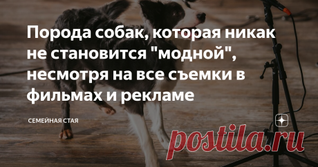 Порода собак, которая никак не становится "модной", несмотря на все съемки в фильмах и рекламе Все, кто занимается собаками, знают: началась мода на породу - все, прощай порода.
Мода на породу возникает иногда не пойми с чего. Как и всякая мода, впрочем. То стаффы были в фаворе, то кане корсо.
Но очень часто причина известна: фильм/сериал/просто реклама, где за каким-то снимали собак.
И если это все становится популярным, то немедленно до небес подскакивает и популярность породы. Люди