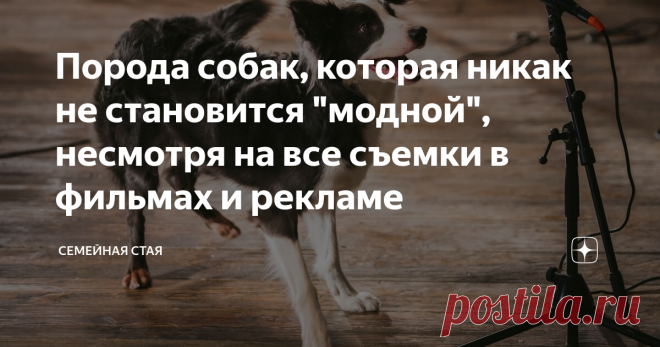 Порода собак, которая никак не становится 