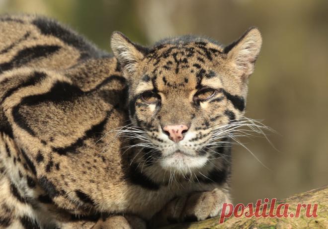 clouded leopard Ouwehand 9K2A1718 | safi kok | Flickr