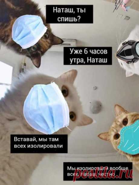 Наташ, ты спишь?: подборка мемов с котиками Наташи, которые