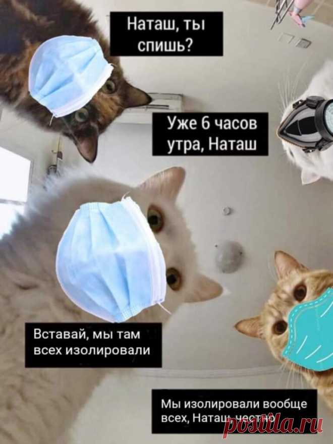 Наташ, ты спишь?: подборка мемов с котиками Наташи, которые