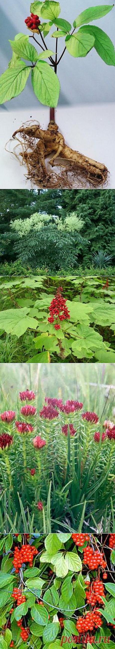 (+1) - Растения адаптогены | ОГОРОД БЕЗ ХЛОПОТ