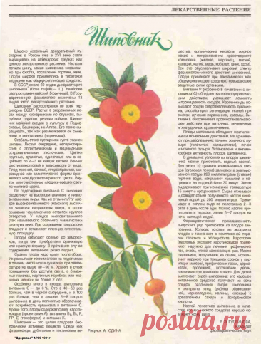 Шиповник