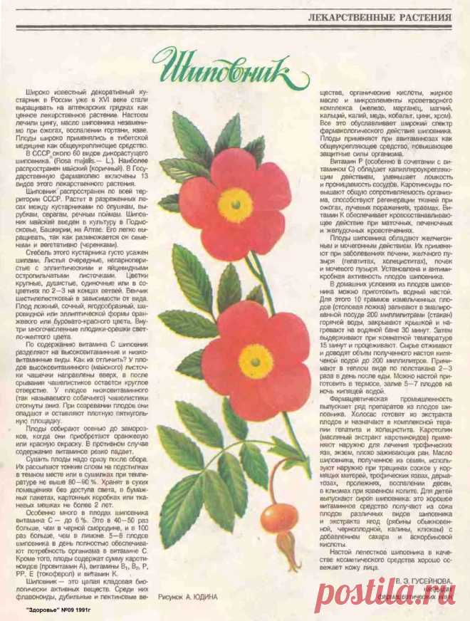 Шиповник