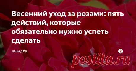 Весенний уход за розами: пять действий, которые обязательно нужно успеть сделать Весна – важное время для всех без исключения культур, а для роз особенно. Именно от того, как вы подготовите свои розочки к предстоящему сезону, будет зависеть пышность цветения, рост и развитие растений.  Чтобы розы все лето радовали вас своими пышными цветами, весною нужно произвести всего пять несложных, но необходимых действий