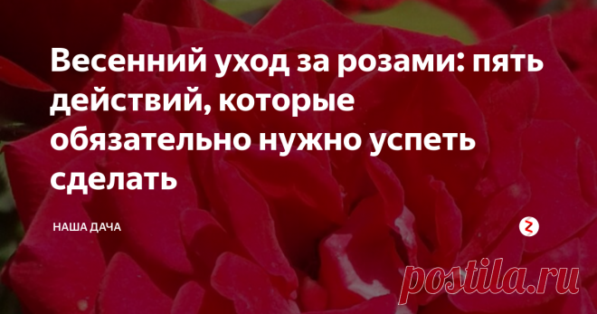 Весенний уход за розами: пять действий, которые обязательно нужно успеть сделать Весна – важное время для всех без исключения культур, а для роз особенно. Именно от того, как вы подготовите свои розочки к предстоящему сезону, будет зависеть пышность цветения, рост и развитие растений.  Чтобы розы все лето радовали вас своими пышными цветами, весною нужно произвести всего пять несложных, но необходимых действий