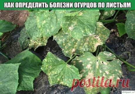 Как определить болезни огурцов по листьям