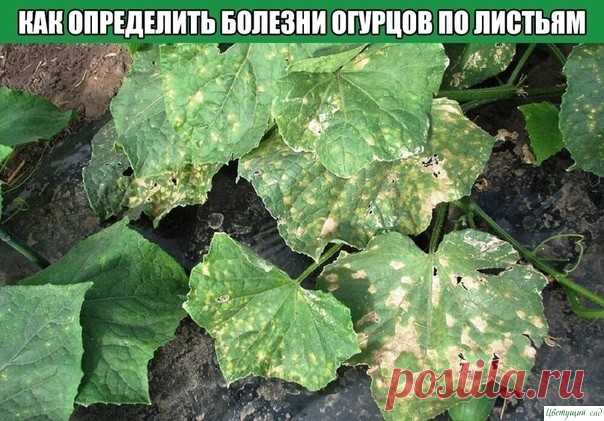 Как определить болезни огурцов по листьям