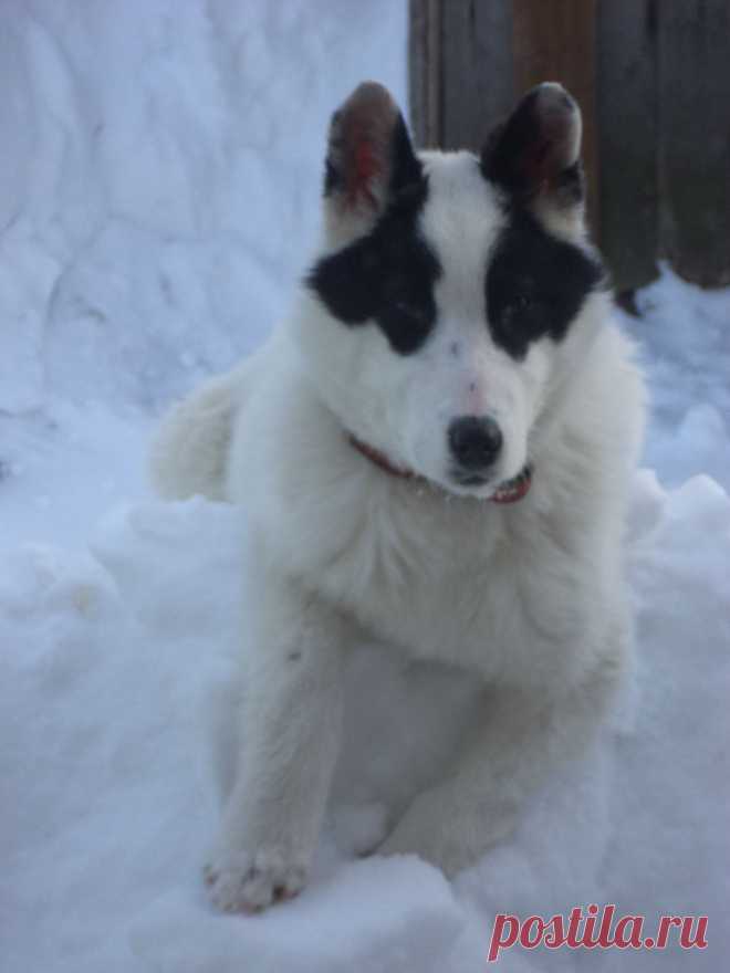 Мой песик