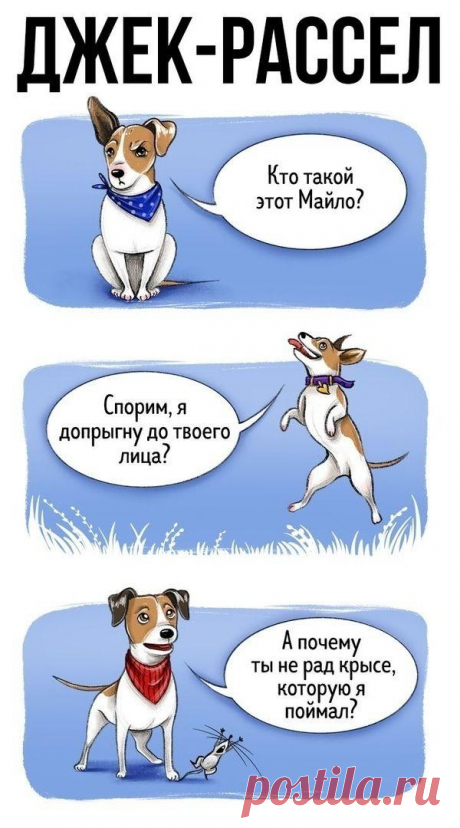Разбираетесь ли вы в собаках