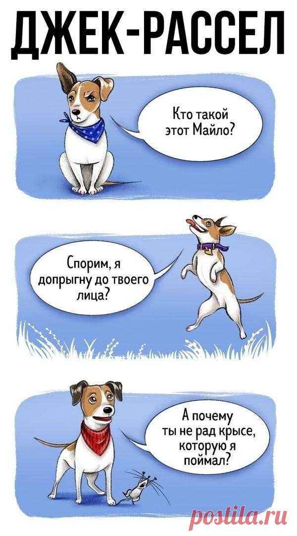 Разбираетесь ли вы в собаках