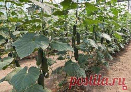Выращиваем миску огурцов с куста | Твоя Дача | Яндекс Дзен