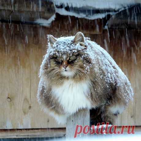 Шикарные котэ.
